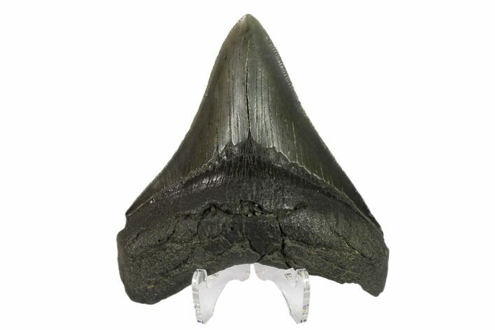 Fossil Megalodon Tooth - Serrated Blade #130850